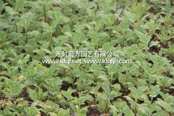菊花種苗基地